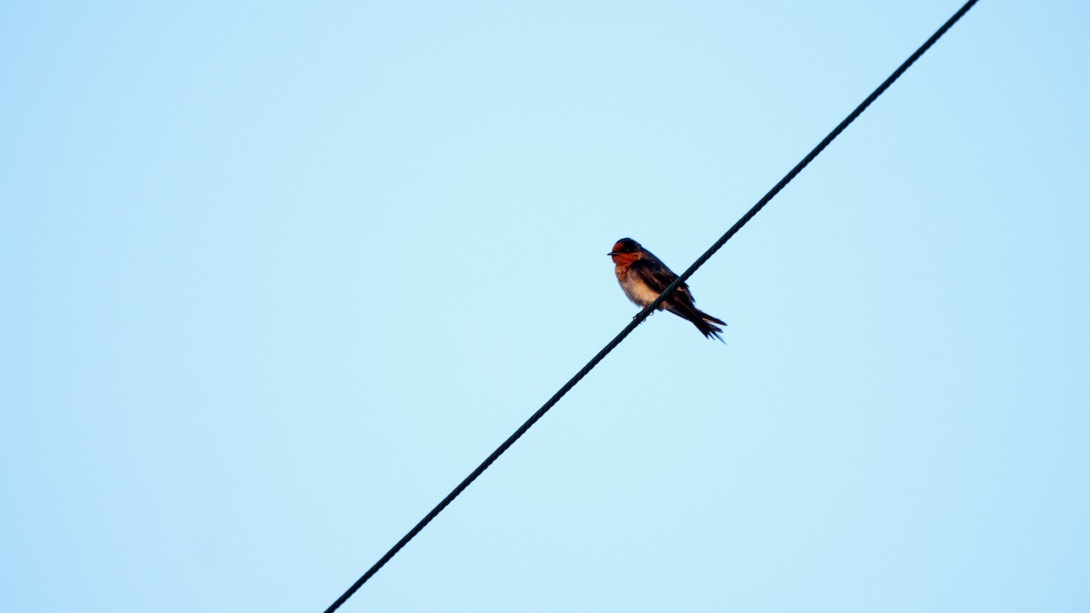 Pacific Swallow - ML631446037
