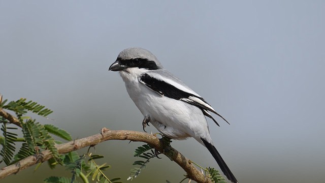 varsler - ML631446247