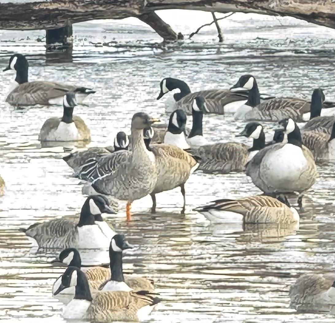 Taiga Bean-Goose - ML631446543