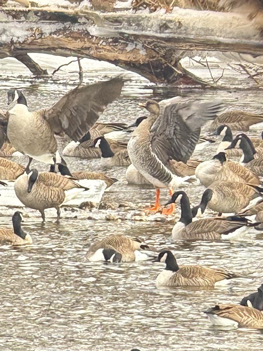 Taiga Bean-Goose - ML631446544