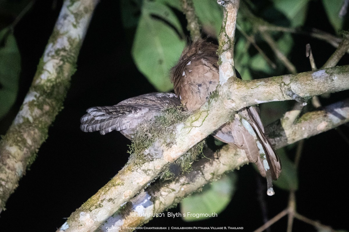 Blyth's Frogmouth - ML631446568