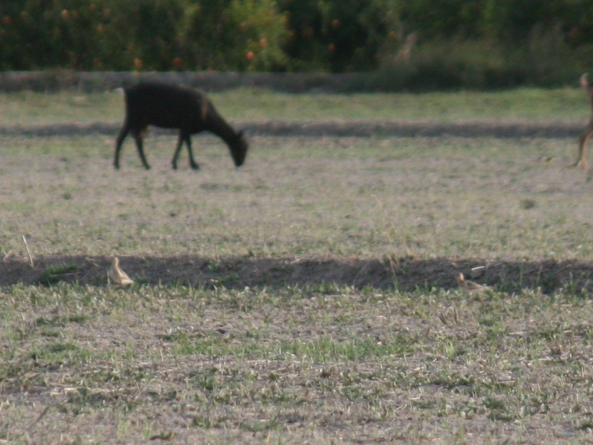 Buff-breasted Sandpiper - ML631446573