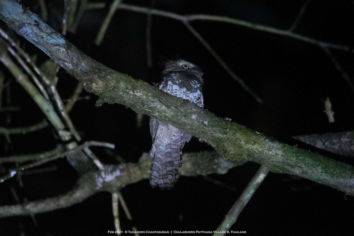 Blyth's Frogmouth - ML631446585