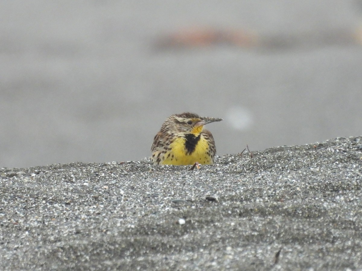 Western Meadowlark - ML631447096