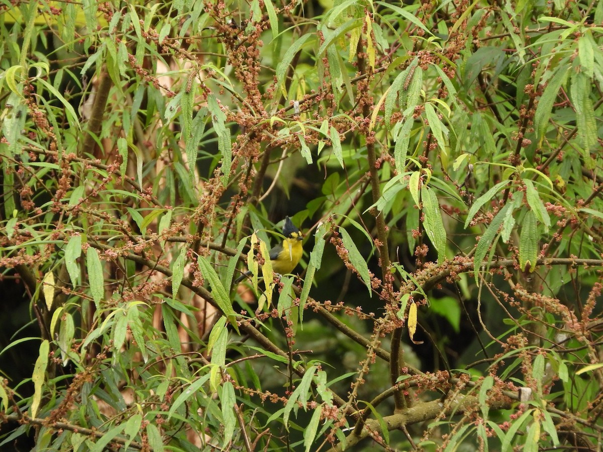 Taiwan Yellow Tit - ML631447197