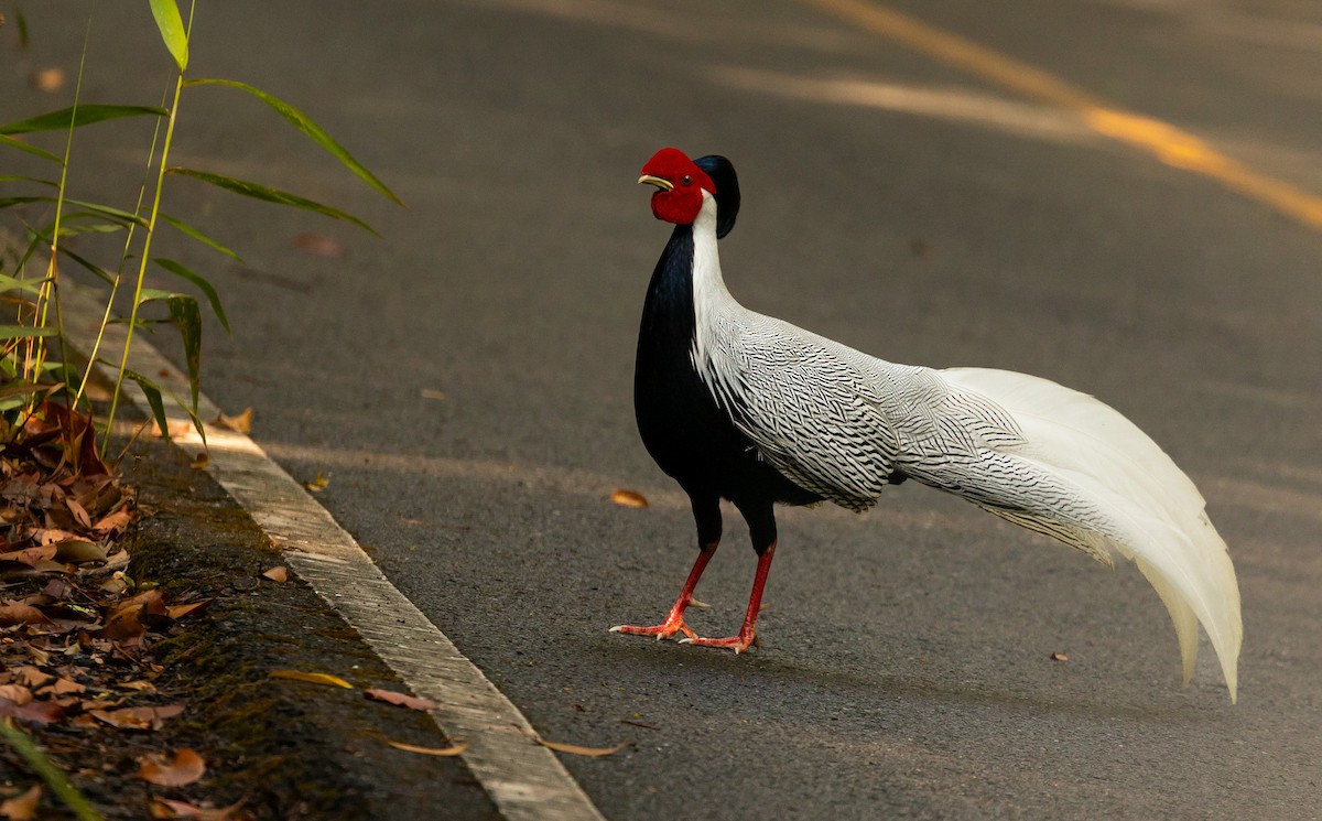 Silver Pheasant - ML631447254