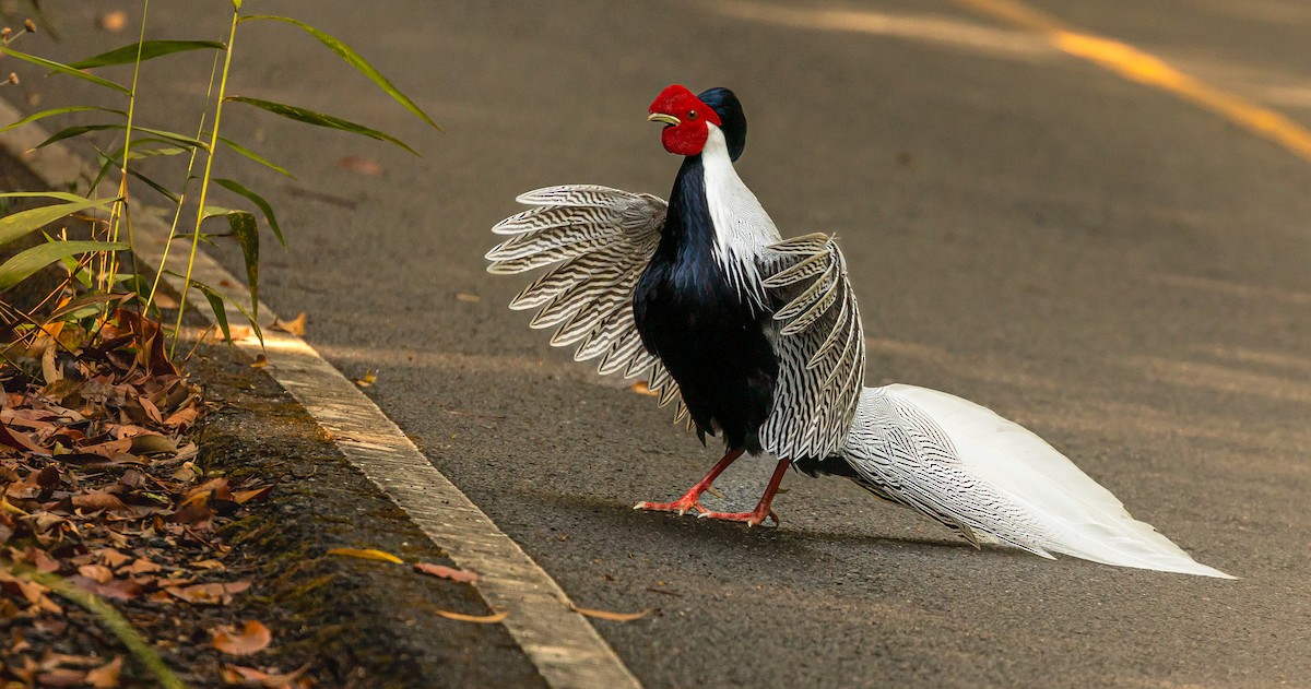 Silver Pheasant - ML631447255
