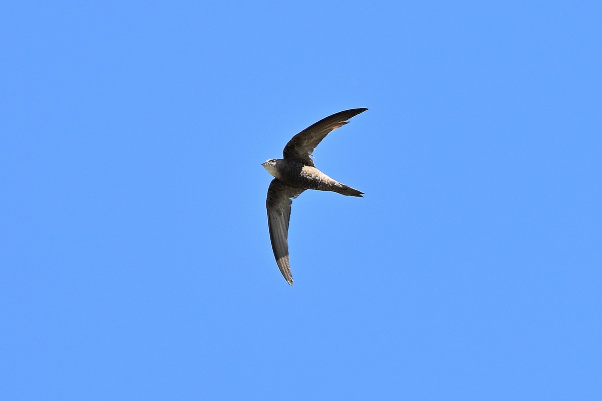 Forbes-Watson's Swift - ML631447277
