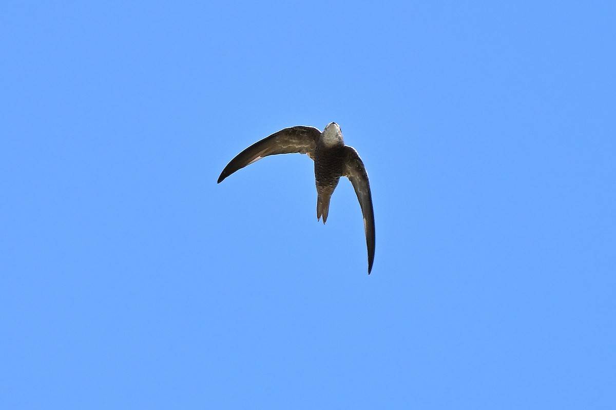Forbes-Watson's Swift - ML631447278