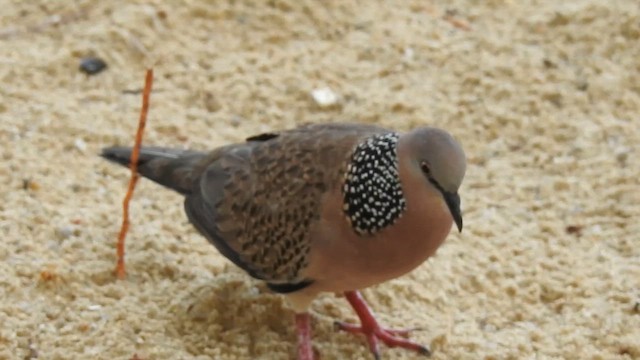 Spotted Dove - ML631447327