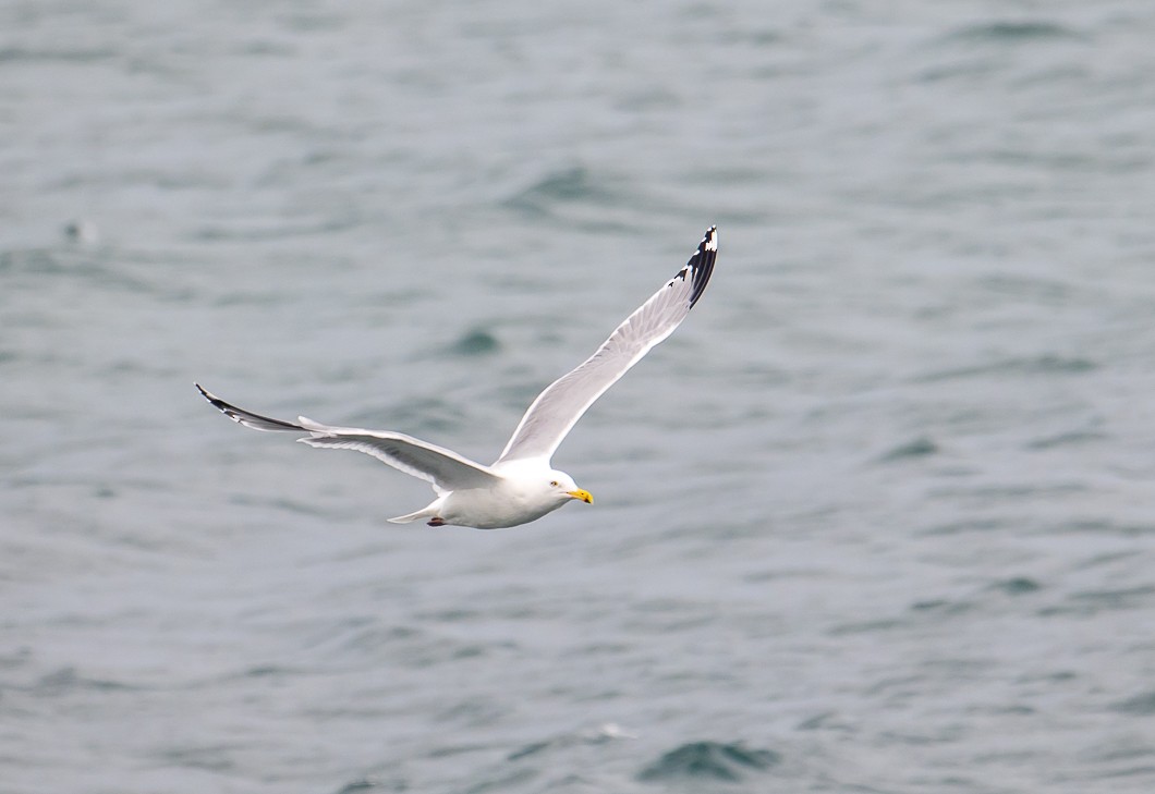 American Herring Gull - ML631447399