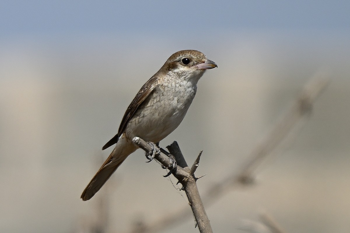 Red-tailed Shrike - ML631447403