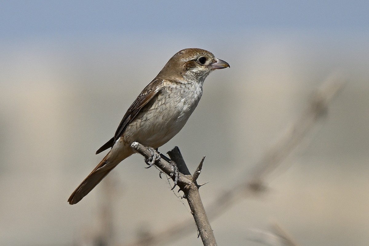 Red-tailed Shrike - ML631447404