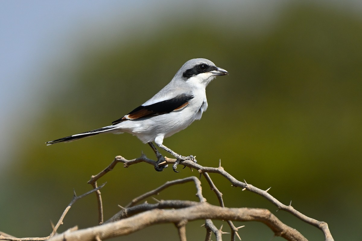 Great Gray Shrike - ML631447412
