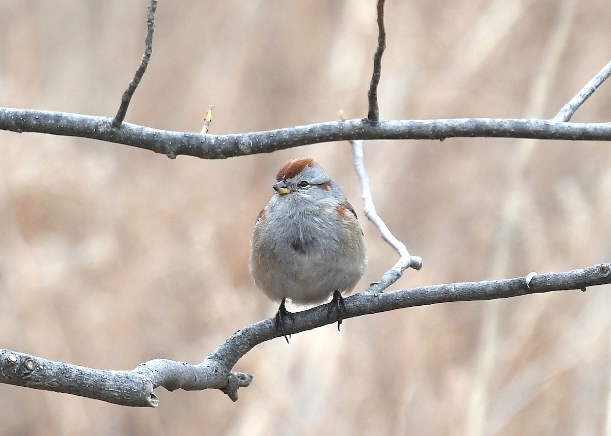 American Tree Sparrow - ML631447456