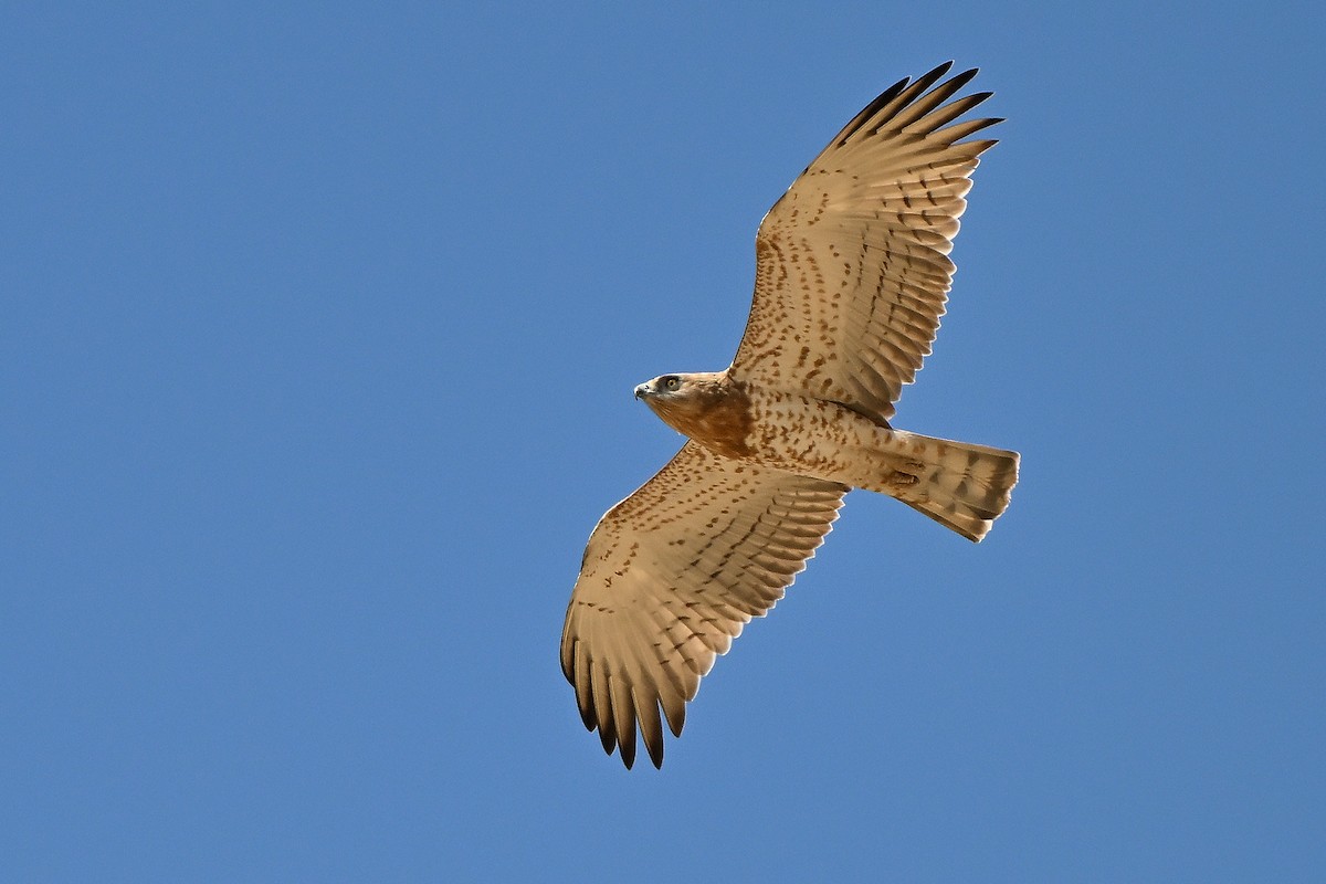 Short-toed Snake-Eagle - ML631447466