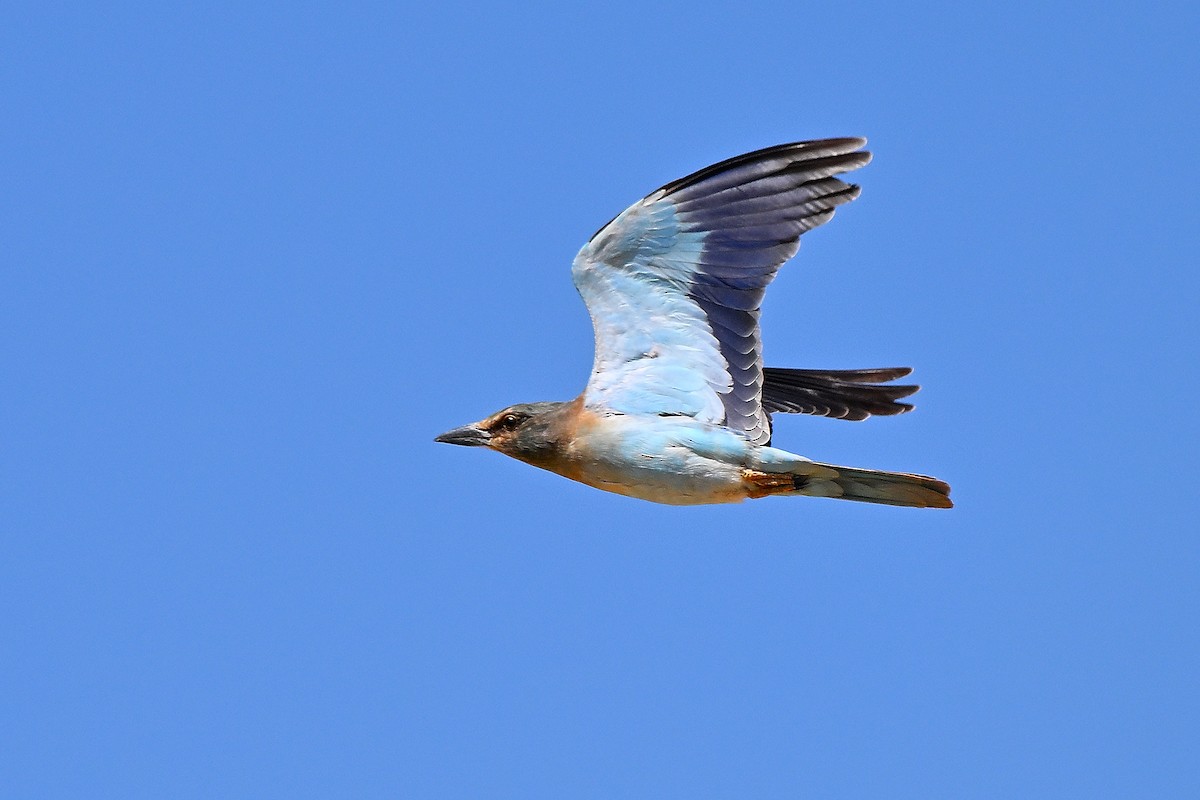 European Roller - ML631447475