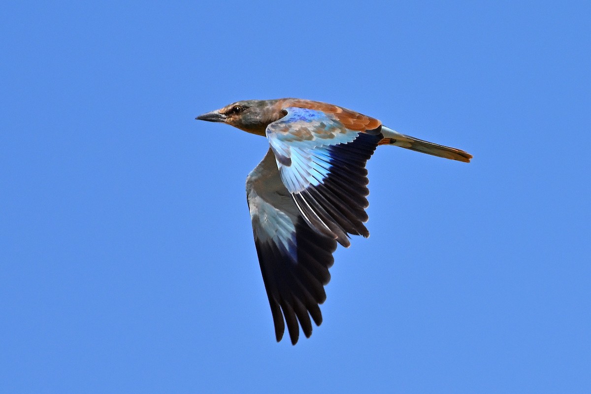 European Roller - ML631447477