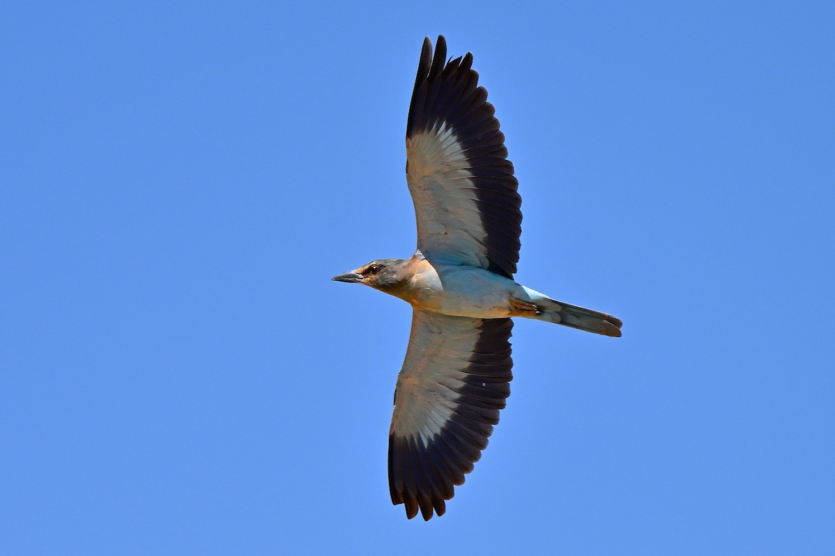 European Roller - ML631447478