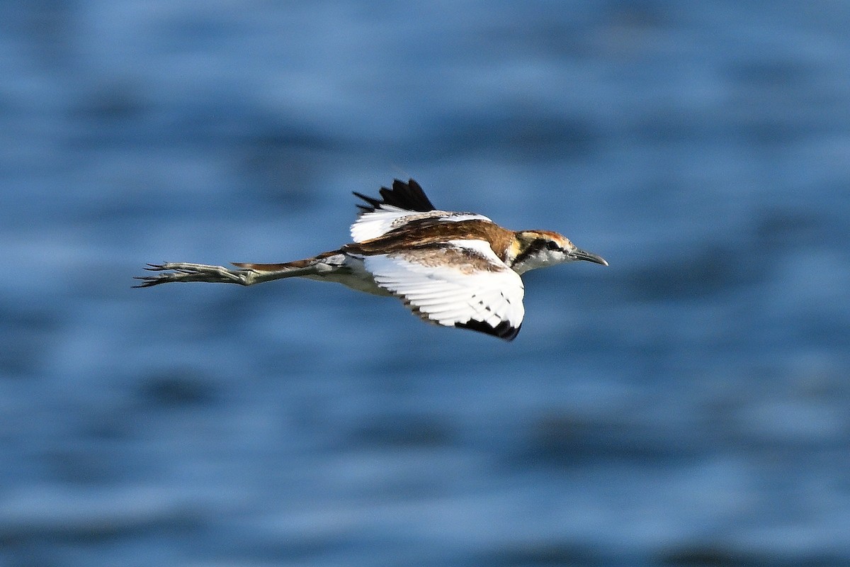 Pheasant-tailed Jacana - ML631447501