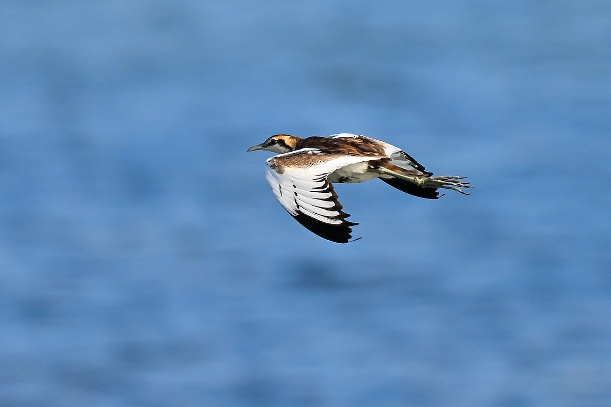 Pheasant-tailed Jacana - ML631447502