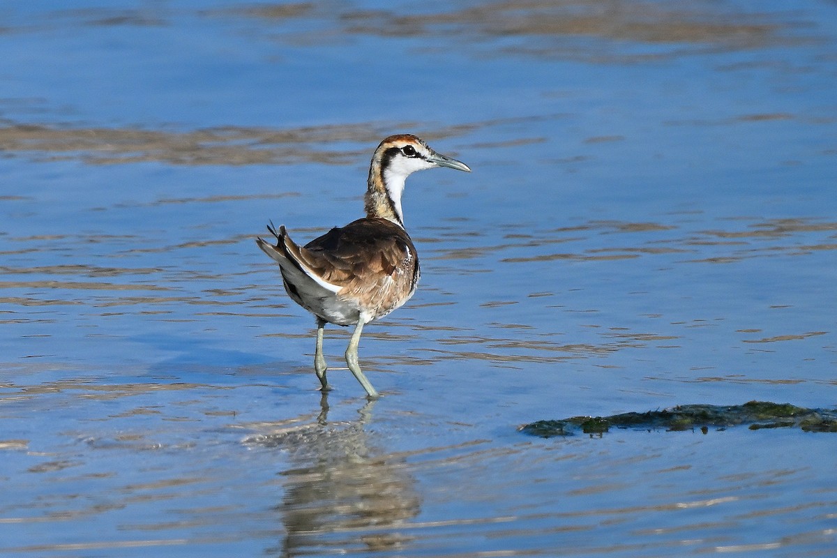 Pheasant-tailed Jacana - ML631447503