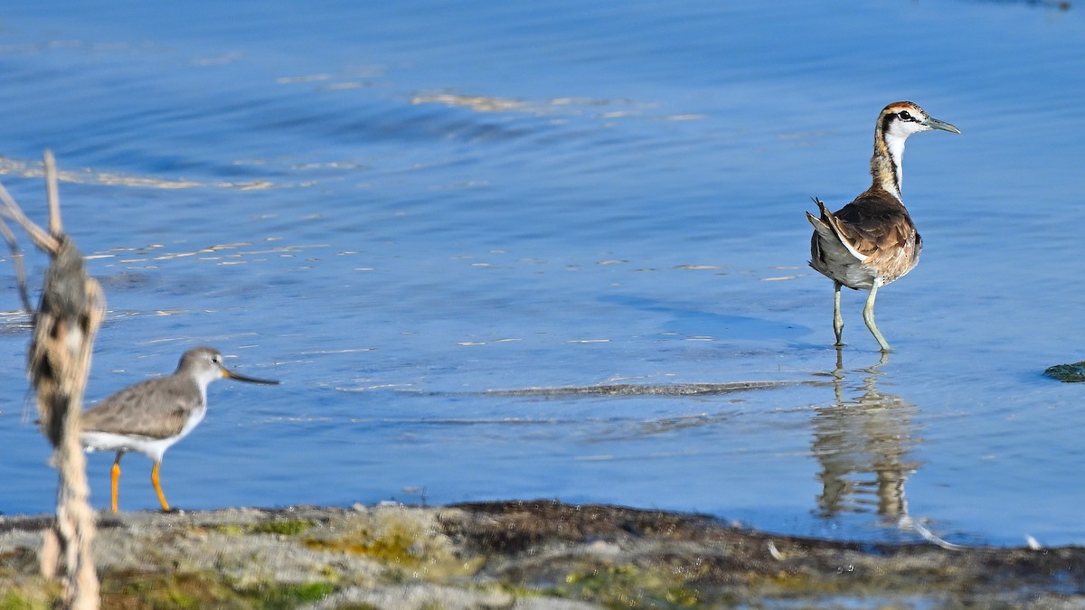 Pheasant-tailed Jacana - ML631447504