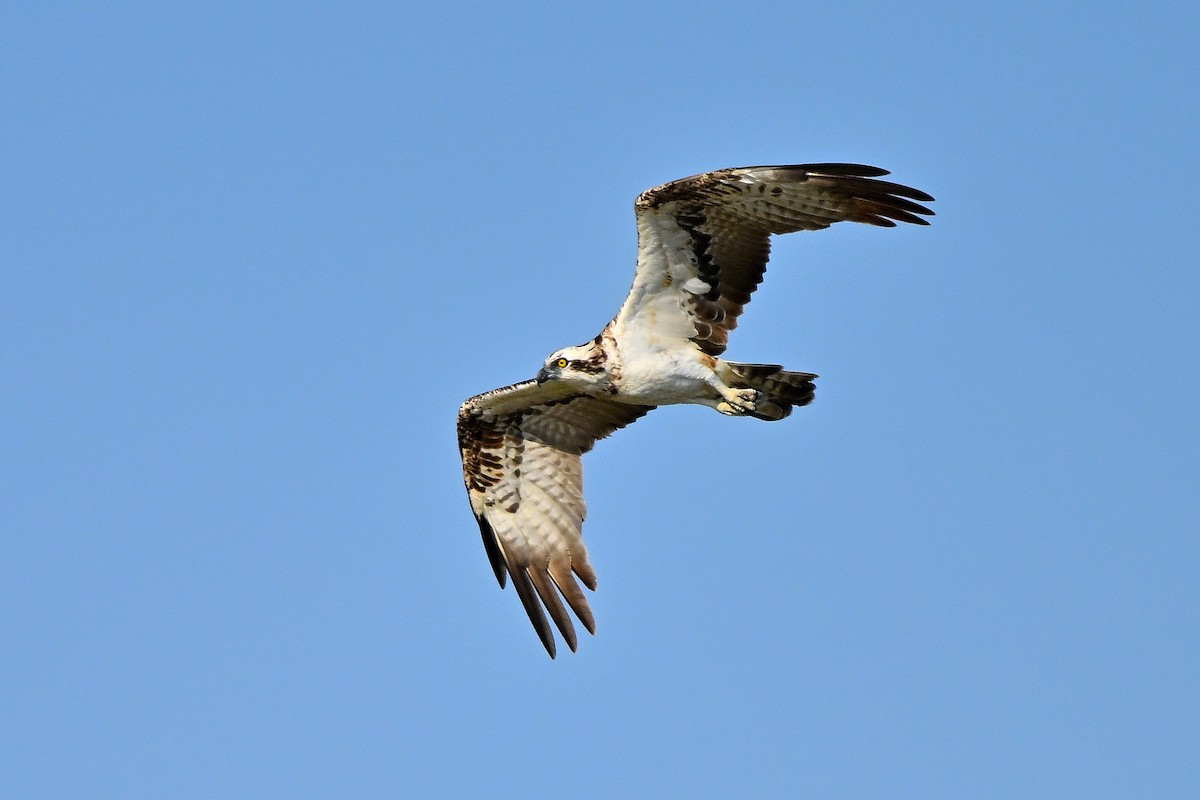 Osprey - ML631447512