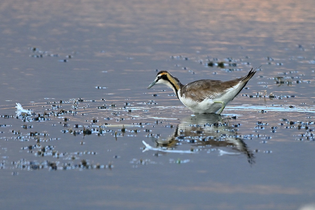 Pheasant-tailed Jacana - ML631447524