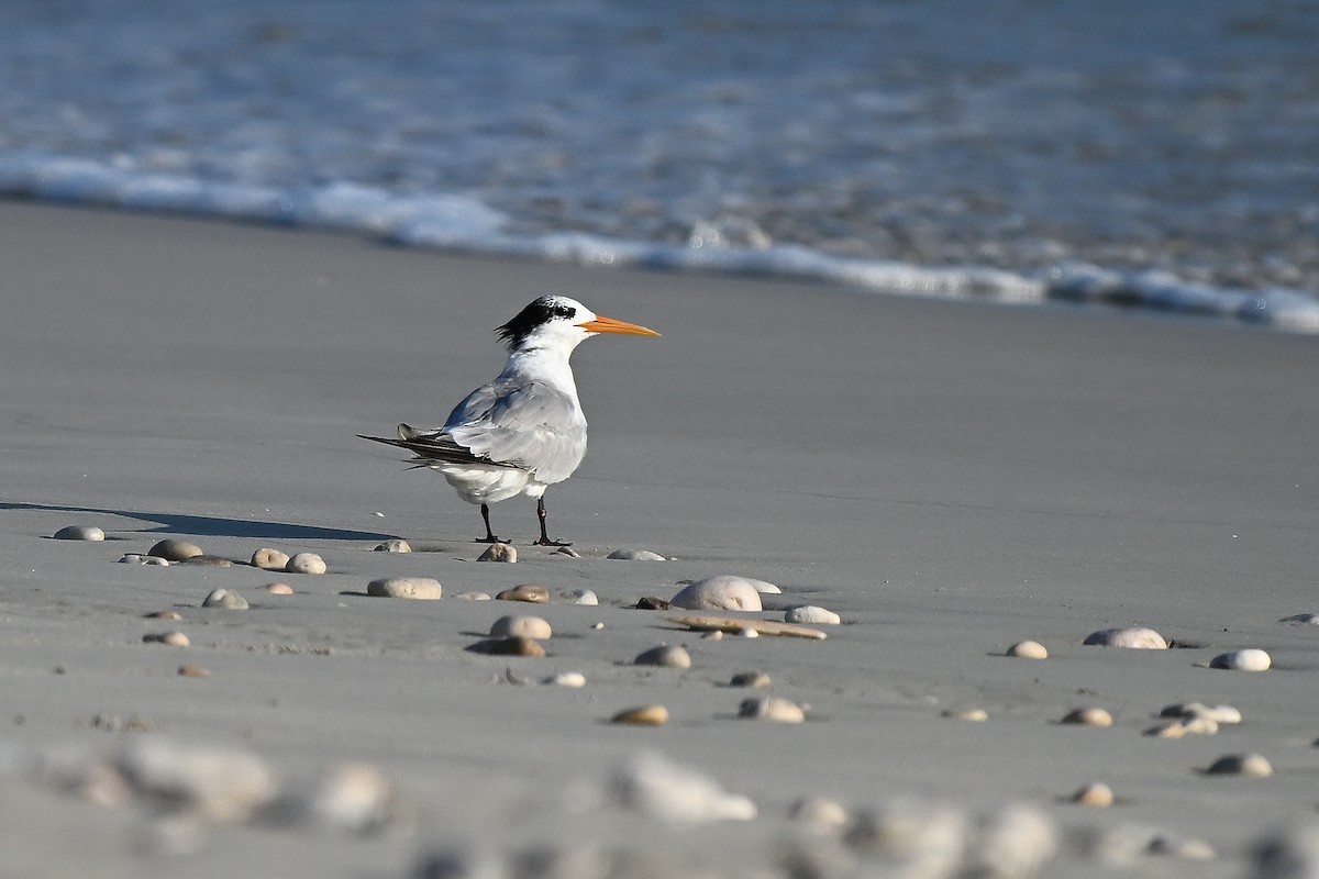 Lesser Crested Tern - ML631447609