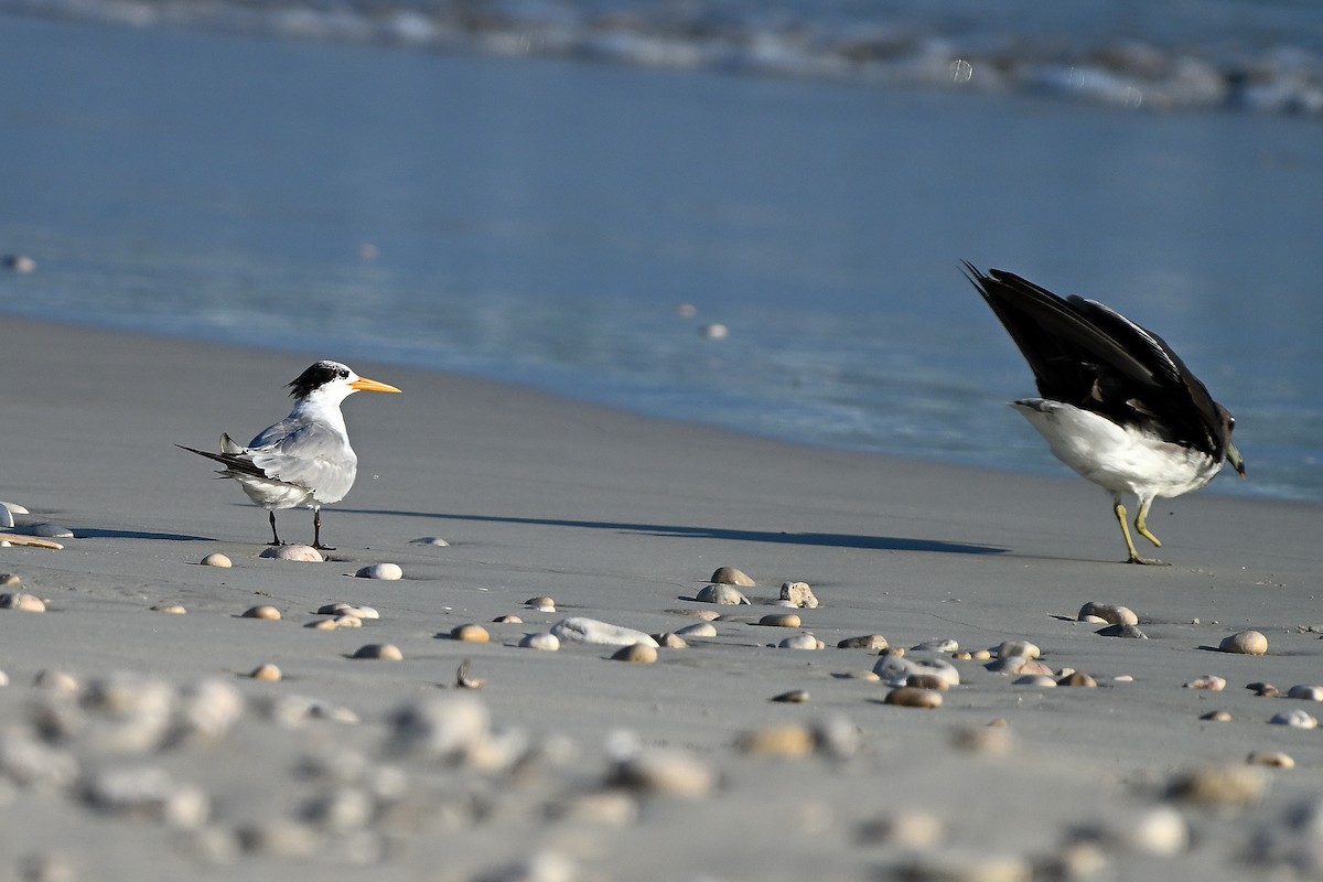 Lesser Crested Tern - ML631447610