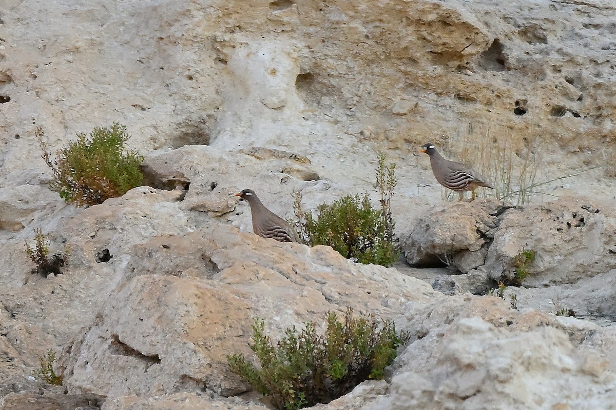 Sand Partridge - ML631447661