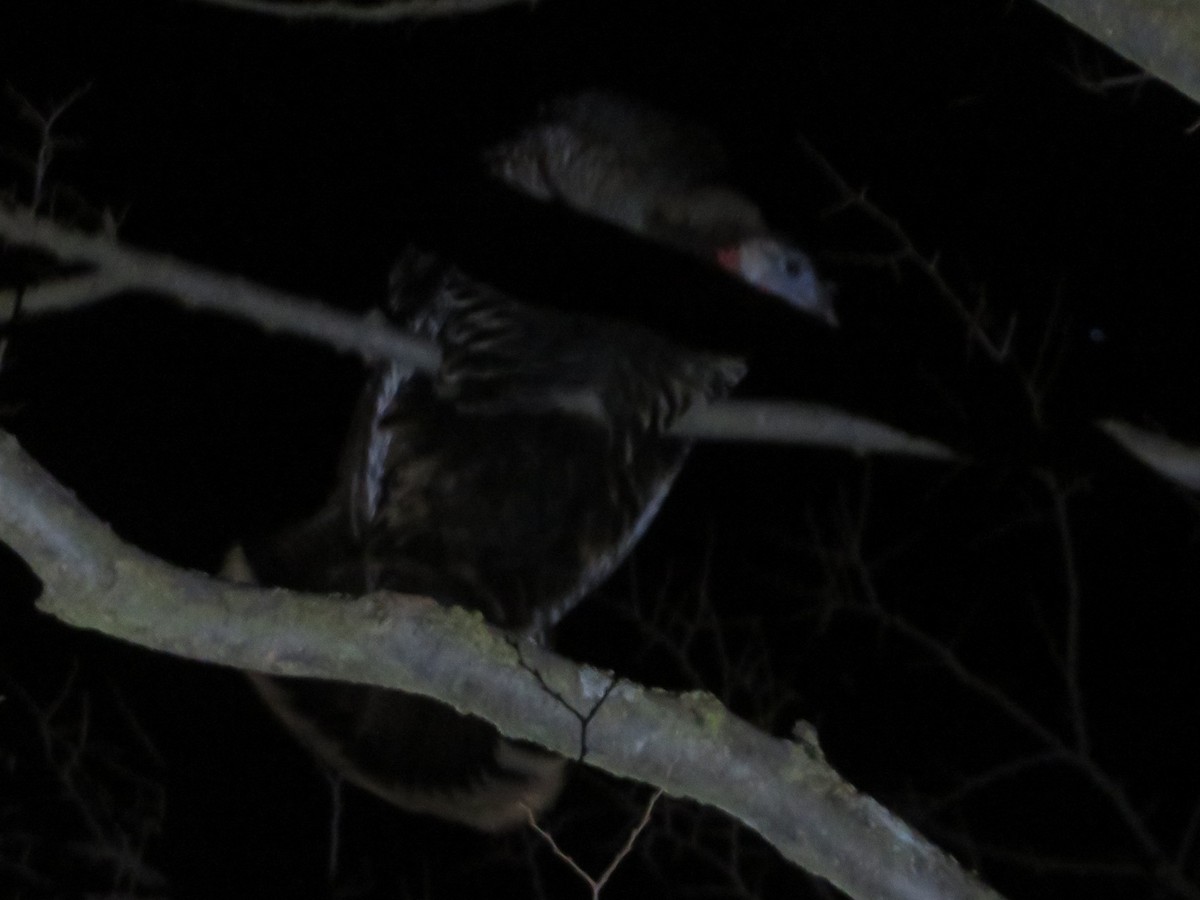 Wild Turkey - ML631447675