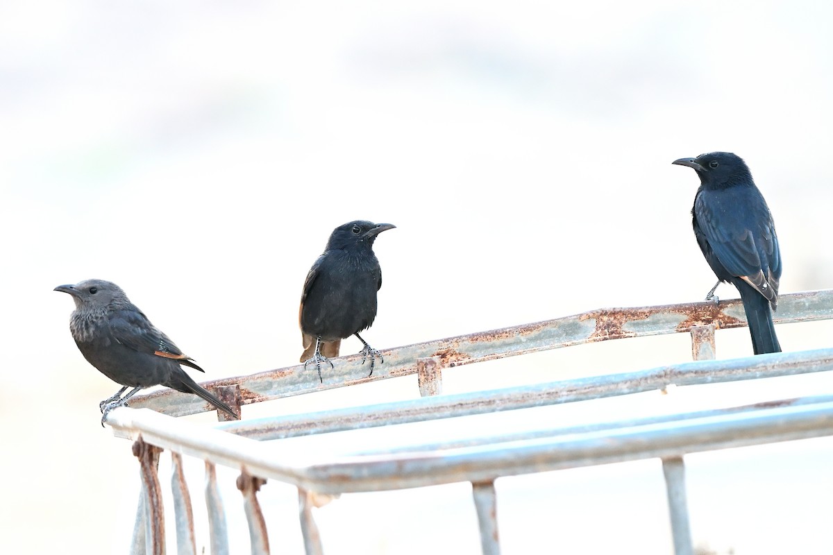 Tristram's Starling - ML631447676