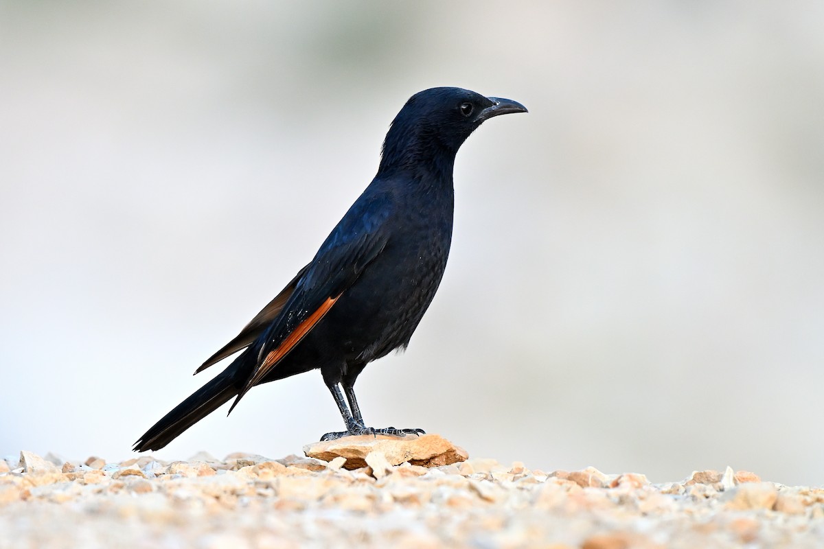 Tristram's Starling - ML631447677