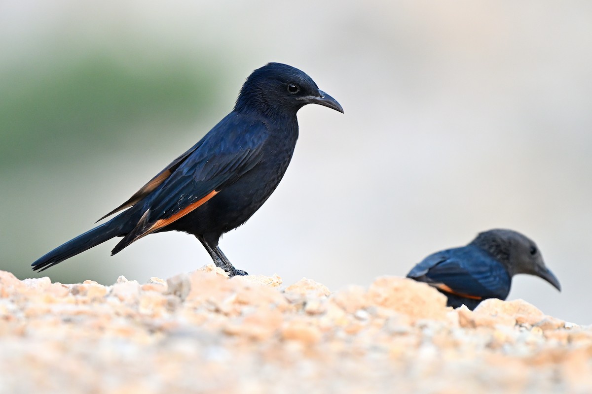 Tristram's Starling - ML631447679