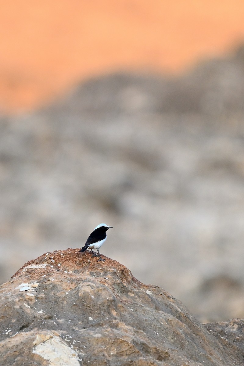 Arabian Wheatear - ML631447684