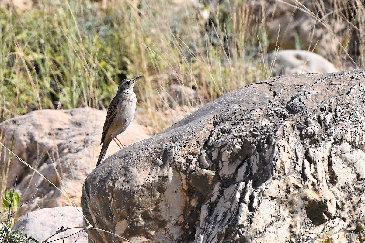 Long-billed Pipit - ML631447686