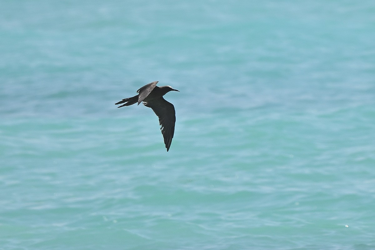 Brown Noddy - ML631447697