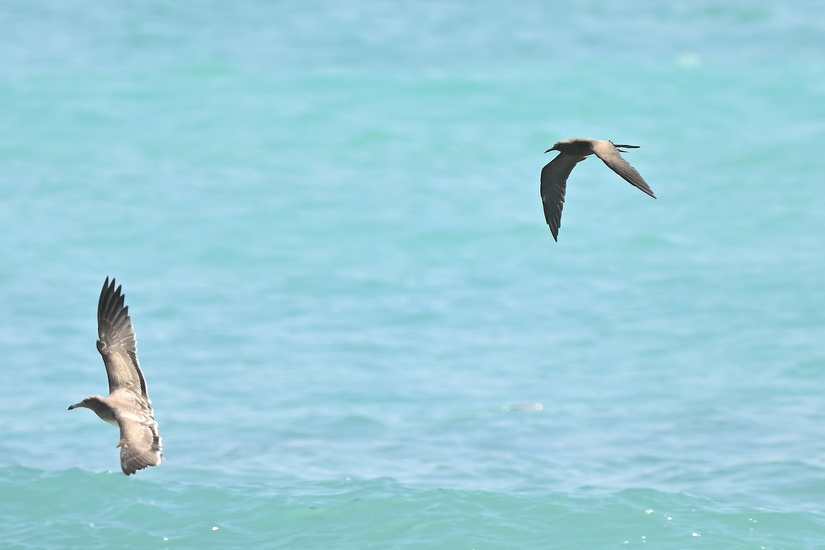 Brown Noddy - ML631447698