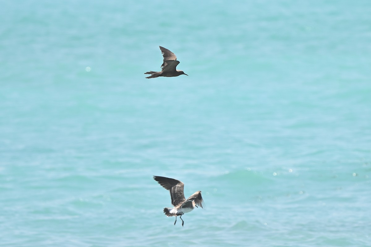 Brown Noddy - ML631447700