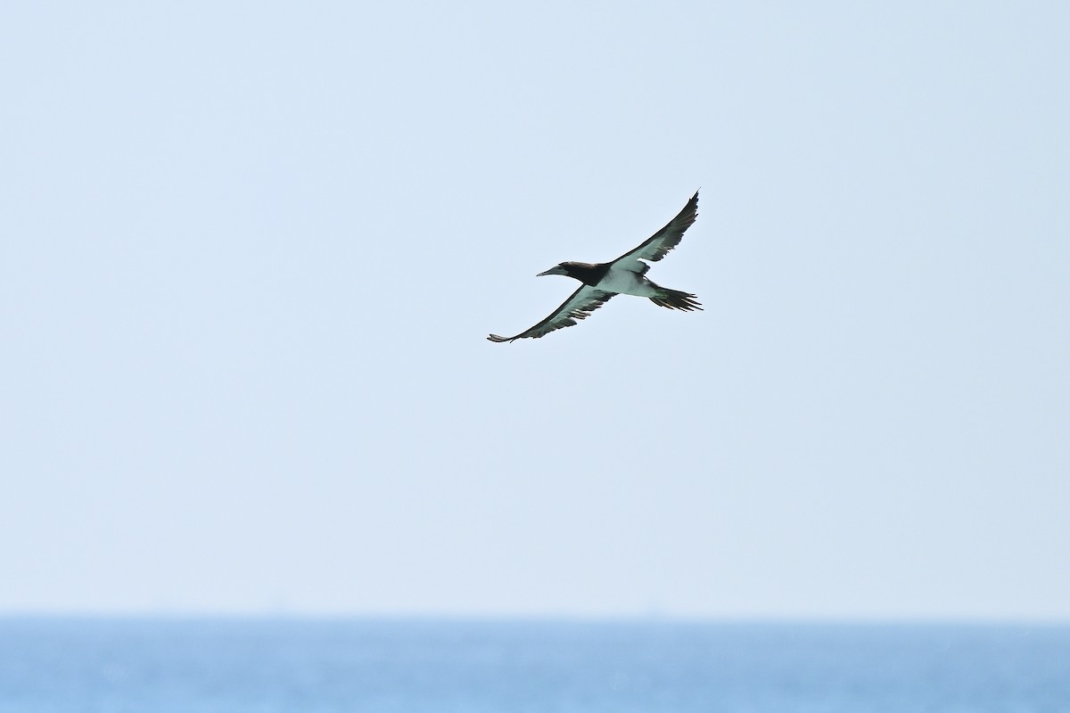 Brown Booby - ML631447713