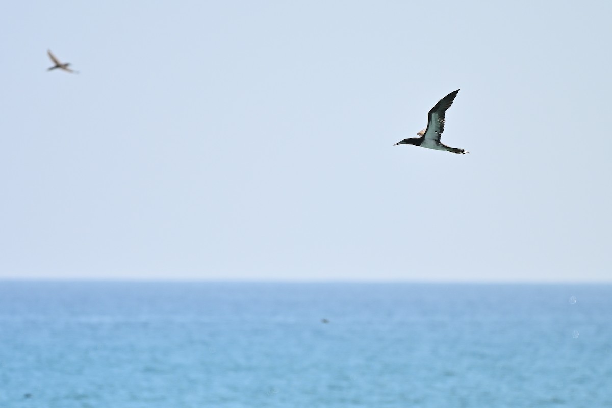 Brown Booby - ML631447714