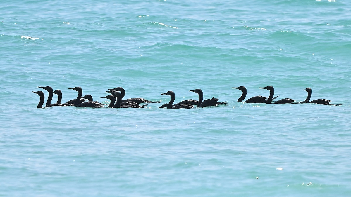 Socotra Cormorant - ML631447719