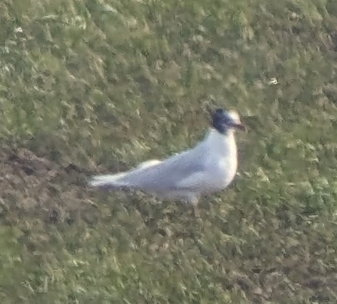 Mediterranean Gull - ML631447730