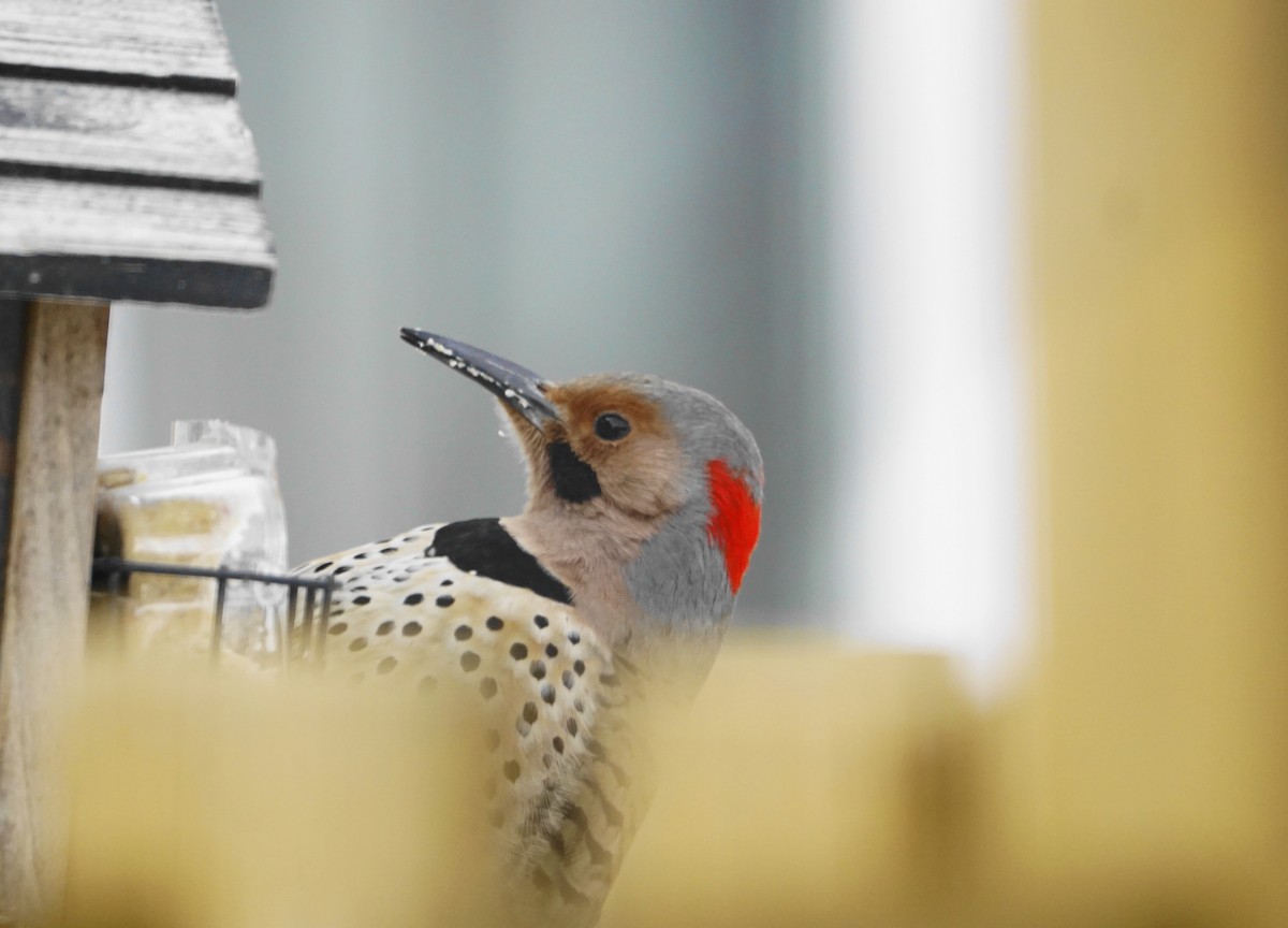 Northern Flicker - ML631447753
