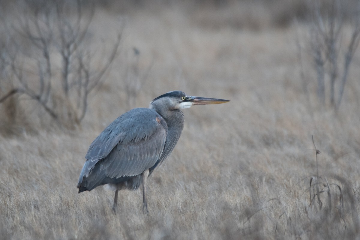 Great Blue Heron - ML631447791