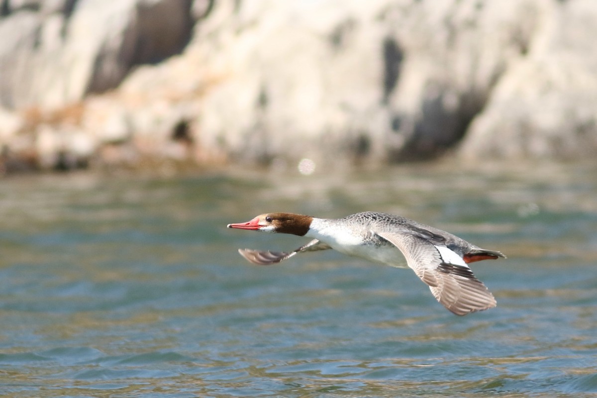 Хумхин бохио - ML631447863