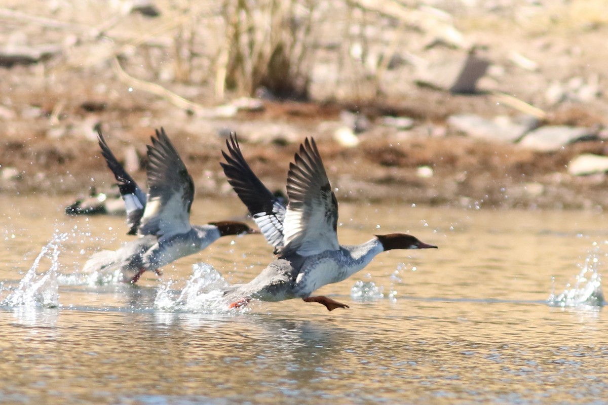 Хумхин бохио - ML631447864