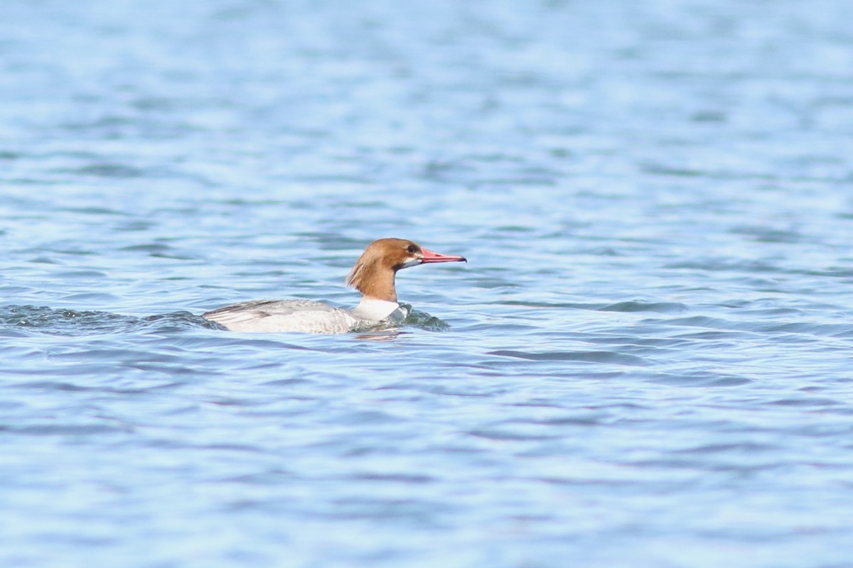 Хумхин бохио - ML631447865